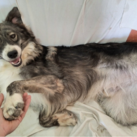 Derek 1 anno taglia media