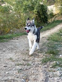 Siberian husky cucciolo