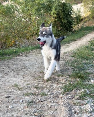 Siberian husky cucciolo