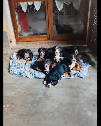 Cuccioli di grande bovaro svizzero