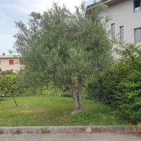 albero di ulivo