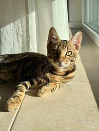 Cucciolo Gatto Bengala di 7 mesi