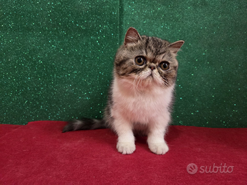 Gatto persiano ipertipico