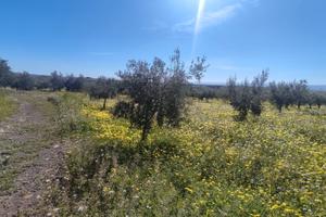 Vicino ponte barca 8 ettari di uliveto , lago e ca
