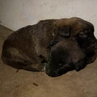 Cucciolo pastore belga malionis