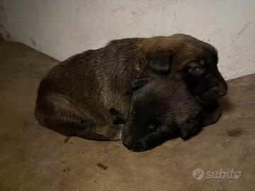 Cucciolo pastore belga malionis