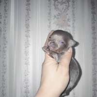 Chihuahua lilac e chocolate pelo lungo