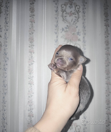 Chihuahua lilac e chocolate pelo lungo