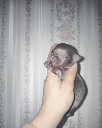 Chihuahua lilac e chocolate pelo lungo