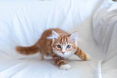 Cucciolo gatto siberiano subito disponibile