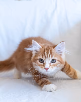 Cucciolo gatto siberiano subito disponibile