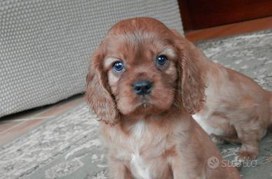 Cavalier king