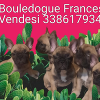 Bouledogue francese