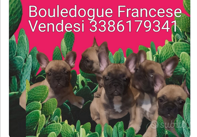 Bouledogue francese