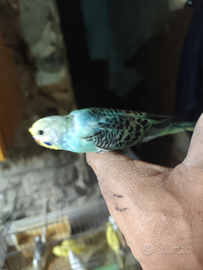 Pappagalli allevati a mano