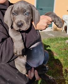 Cuccioli cane corso