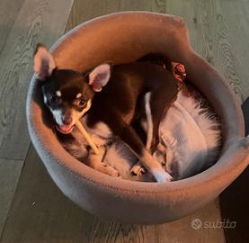 Cucciola Chihuahua