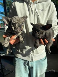 Bulldog francese