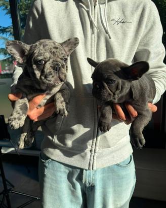 Bulldog francese