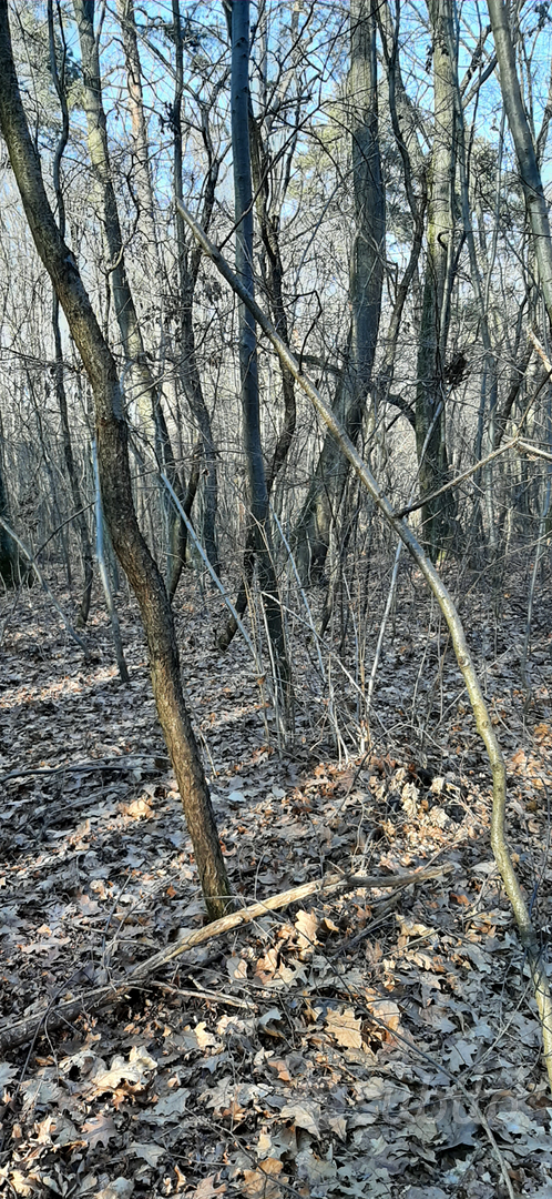 Bosco a Gallarate zona crenna - Vista 6