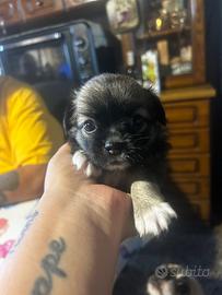 Chihuaua