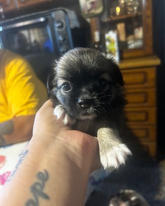 Chihuaua