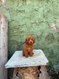 Barboncino Toy red