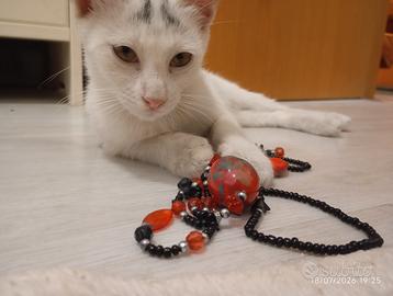 Gattino bianco