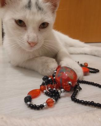 Gattino bianco