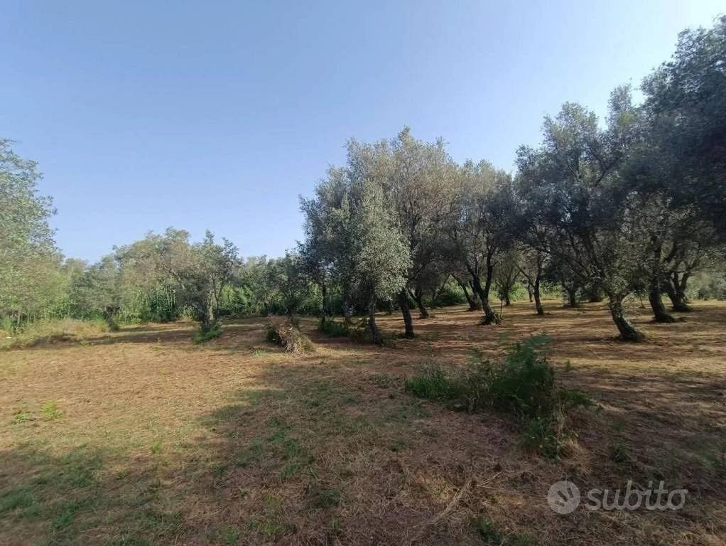 Immobile in asta di 27870 m² a Polistena - Altro