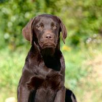 Cucciolo di labrador alta genealogia