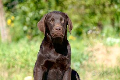 Cucciolo di labrador alta genealogia