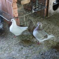 Colombi di grossa taglia