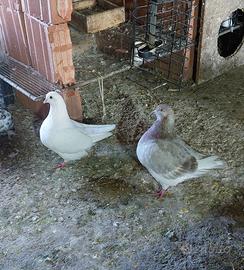 Colombi di grossa taglia