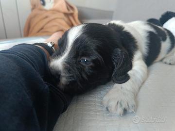 Cuccioli springer spaniel