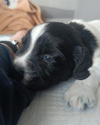 Cuccioli springer spaniel