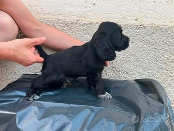 Cocker Spaniel Inglese