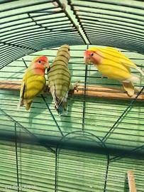 Coppia inseparabili con o senza figlio