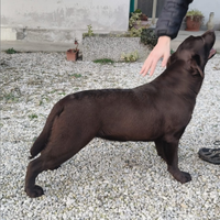 Cucciola dì labrador retriever puro chocolate