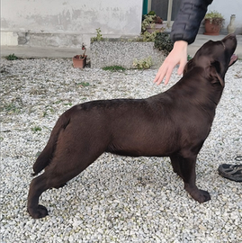 Cucciola dì labrador retriever puro chocolate