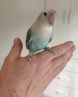 Inseparabile allevato a mano