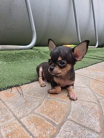Cuccioli di chiwuwa mini
