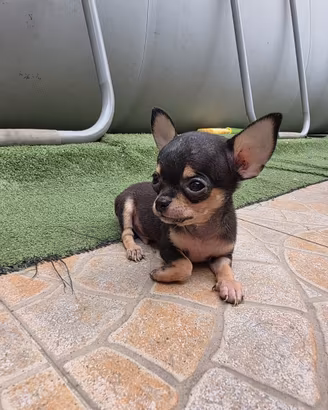 Cuccioli di chiwuwa mini