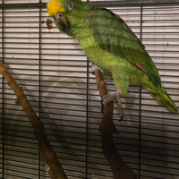 Amazzone fronte gialla