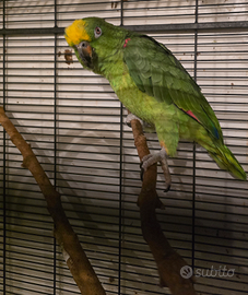 Amazzone fronte gialla