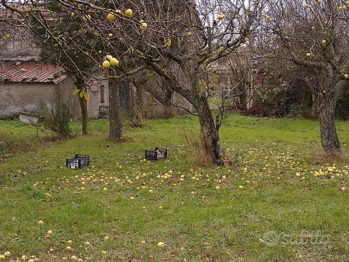 Terreno con Casolare Cercemaggiore - Vista 2