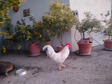 Gallo bianco