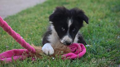 Cucciolo di border collie M con pedigree