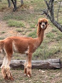 Alpaca maschio