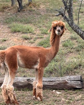 Alpaca maschio